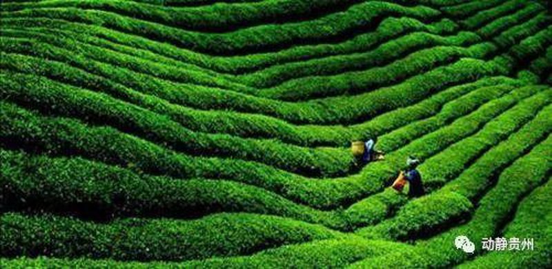 贵州茶叶